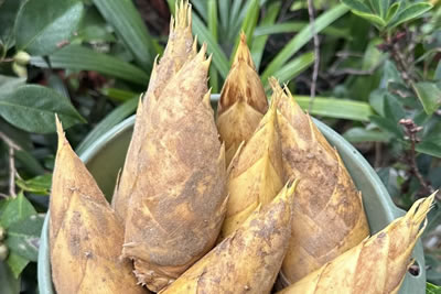 Winter bamboo shoot