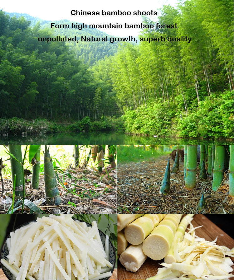 In China, bamboo shoots, as a nutritious and delicious ingredient
