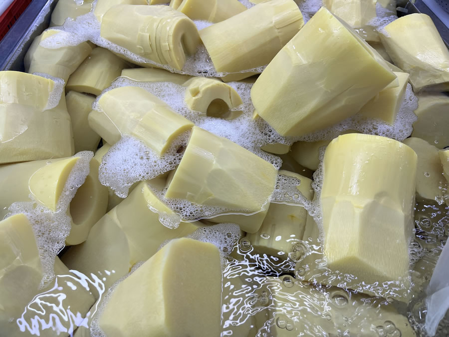 prepare bamboo shoots for eating