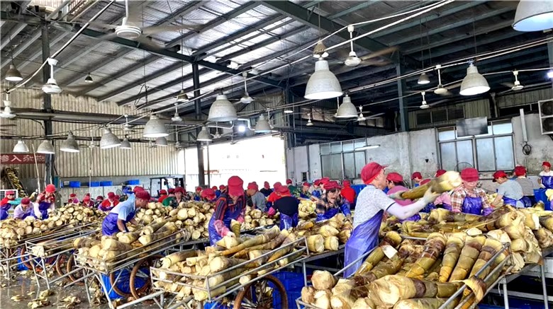Bamboo shoot tips wholesale