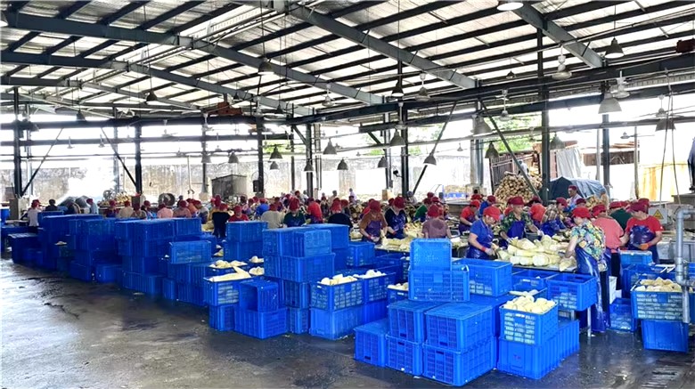 Bamboo shoot tips wholesale
